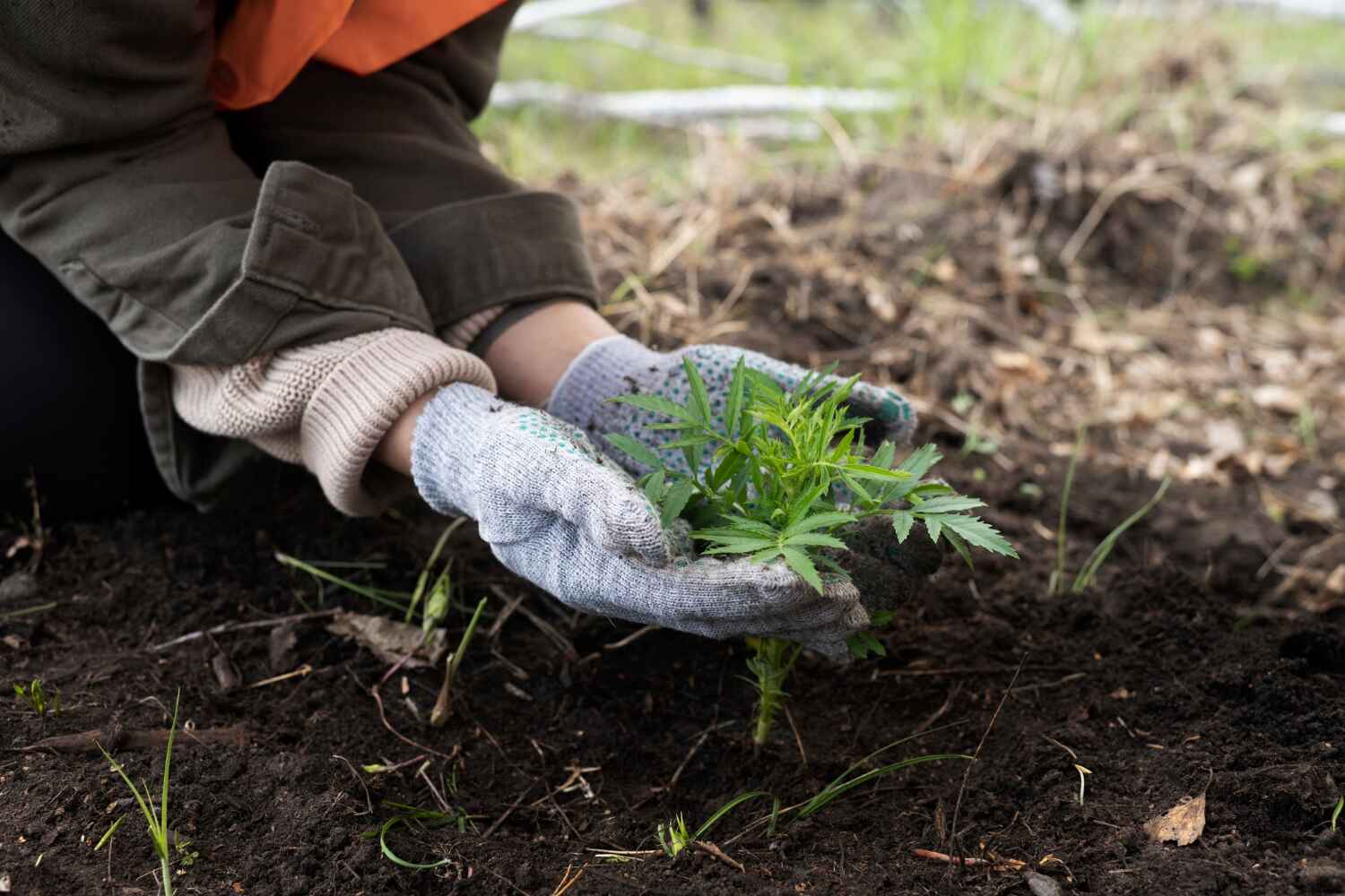 Professional Tree Service in Glasgow, MO